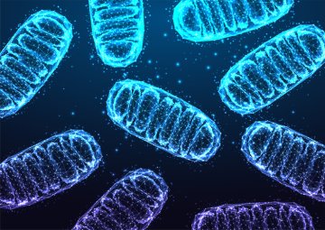 Zdravé mitochondrie